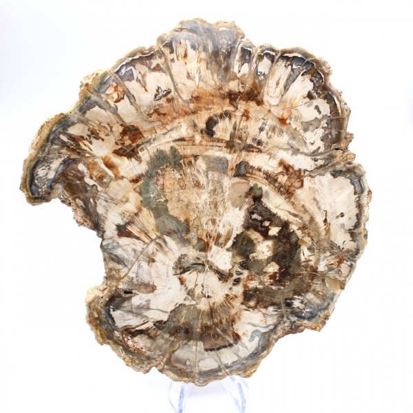 Fossiel van versteend hout, grote gepolijste plak, decoratief ornament, Madagaskar Fossiel van versteend hout, grote gepolijste plak, decoratief ornament, Madagaskar