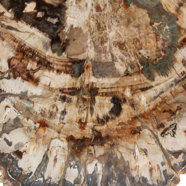 Fossiel van versteend hout, grote gepolijste plak, decoratief ornament, Madagaskar Fossiel van versteend hout, grote gepolijste plak, decoratief ornament, Madagaskar