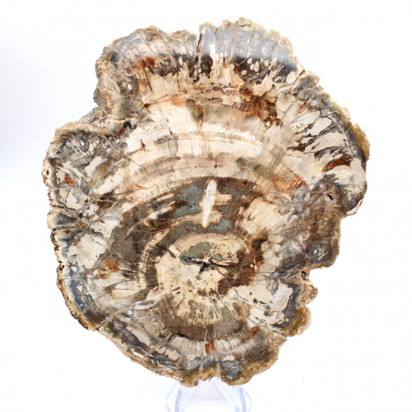 Gepolijste plak gefossiliseerd (versteend) hout, enorm exemplaar, Madagaskar Gepolijste plak gefossiliseerd (versteend) hout, enorm exemplaar, Madagaskar