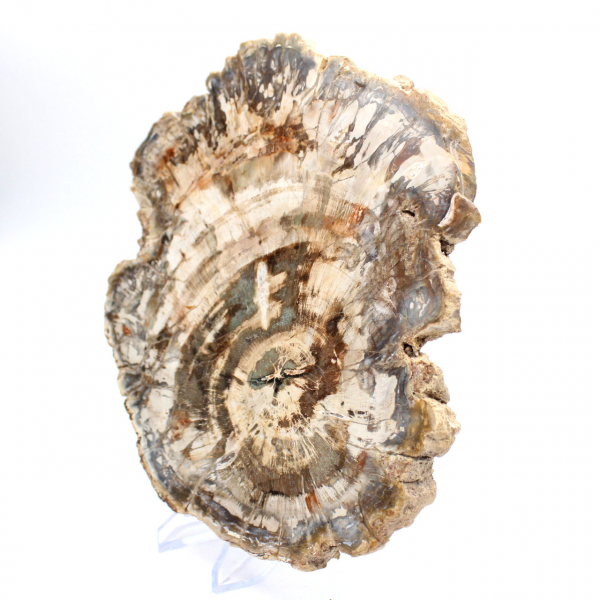 Gepolijste plak gefossiliseerd (versteend) hout, enorm exemplaar, Madagaskar Gepolijste plak gefossiliseerd (versteend) hout, enorm exemplaar, Madagaskar