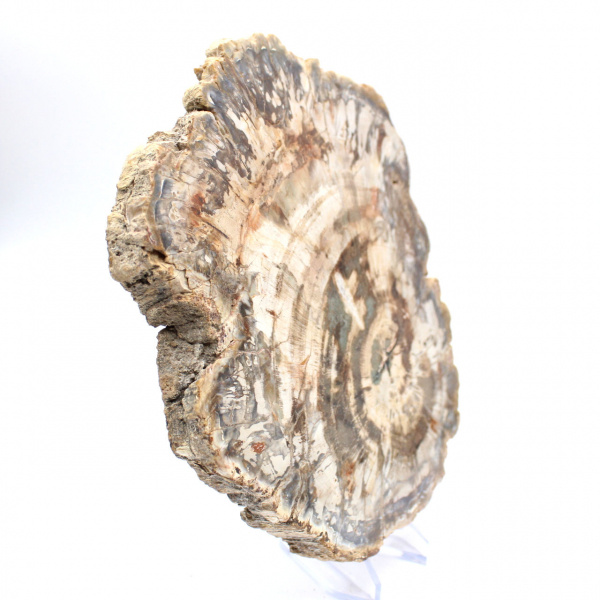 Gepolijste plak gefossiliseerd (versteend) hout, enorm exemplaar, Madagaskar Gepolijste plak gefossiliseerd (versteend) hout, enorm exemplaar, Madagaskar