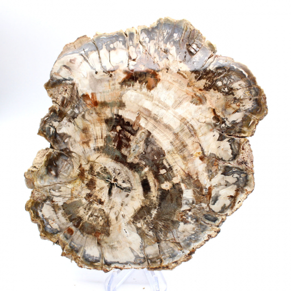 Gepolijste plak gefossiliseerd (versteend) hout, enorm exemplaar, Madagaskar Gepolijste plak gefossiliseerd (versteend) hout, enorm exemplaar, Madagaskar