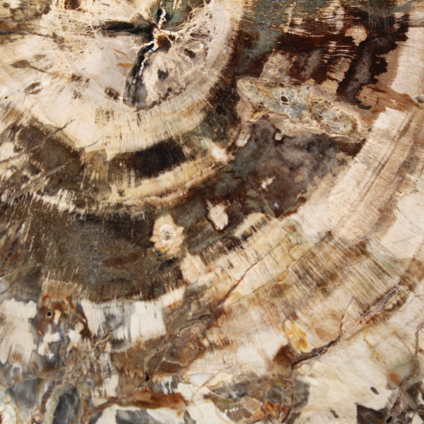 Gepolijste plak gefossiliseerd (versteend) hout, enorm exemplaar, Madagaskar Gepolijste plak gefossiliseerd (versteend) hout, enorm exemplaar, Madagaskar