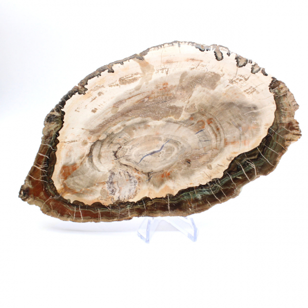 Versteend hout (plak), gepolijst verzamelobject, fossiel uit Madagaskar Versteend hout (plak), gepolijst verzamelobject, fossiel uit Madagaskar