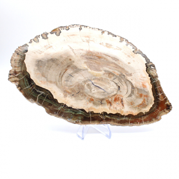 Versteend hout (plak), gepolijst verzamelobject, fossiel uit Madagaskar Versteend hout (plak), gepolijst verzamelobject, fossiel uit Madagaskar