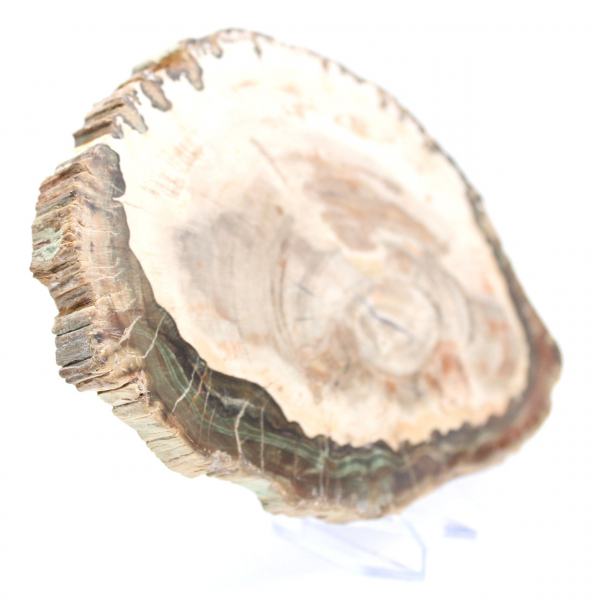 Versteend hout (plak), gepolijst verzamelobject, fossiel uit Madagaskar Versteend hout (plak), gepolijst verzamelobject, fossiel uit Madagaskar
