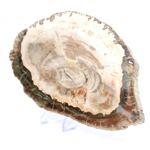 Versteend hout (plak), gepolijst verzamelobject, fossiel uit Madagaskar Versteend hout (plak), gepolijst verzamelobject, fossiel uit Madagaskar