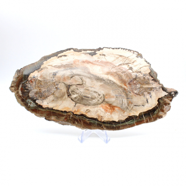 Gefossiliseerd hout gepolijst plakje, prestigieus decoratief exemplaar, Madagaskar Gefossiliseerd hout gepolijst plakje, prestigieus decoratief exemplaar, Madagaskar