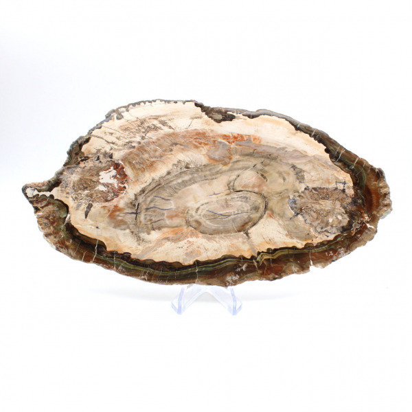 Gefossiliseerd hout gepolijst plakje, prestigieus decoratief exemplaar, Madagaskar Gefossiliseerd hout gepolijst plakje, prestigieus decoratief exemplaar, Madagaskar