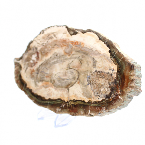 Gefossiliseerd hout gepolijst plakje, prestigieus decoratief exemplaar, Madagaskar Gefossiliseerd hout gepolijst plakje, prestigieus decoratief exemplaar, Madagaskar