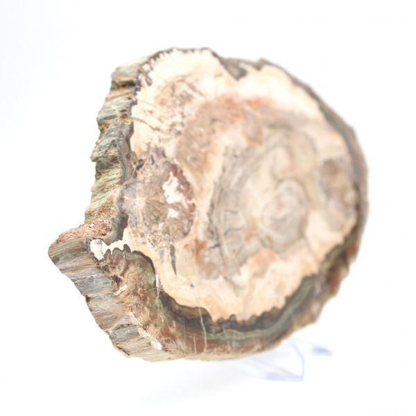 Gefossiliseerd hout gepolijst plakje, prestigieus decoratief exemplaar, Madagaskar Gefossiliseerd hout gepolijst plakje, prestigieus decoratief exemplaar, Madagaskar