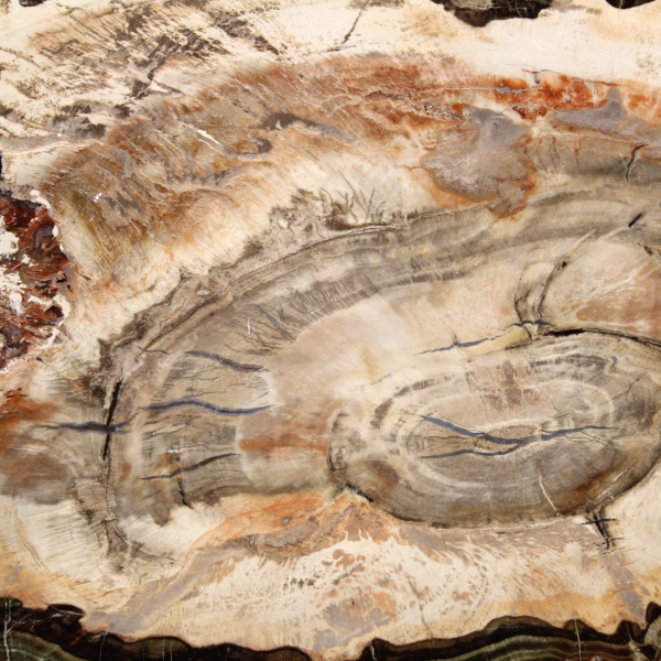 Gefossiliseerd hout gepolijst plakje, prestigieus decoratief exemplaar, Madagaskar Gefossiliseerd hout gepolijst plakje, prestigieus decoratief exemplaar, Madagaskar