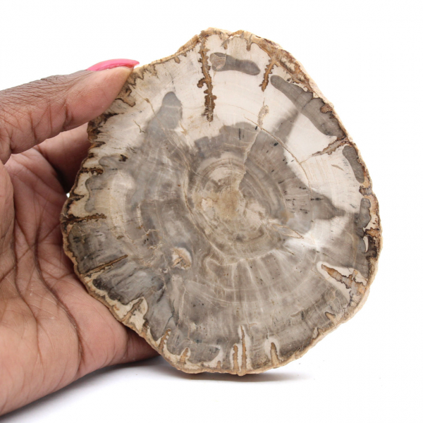 Mini gepolijste versteende houtplak, klein verzamelfossiel, Madagaskar Mini gepolijste versteende houtplak, klein verzamelfossiel, Madagaskar