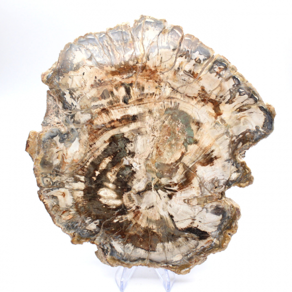 Groot stuk gepolijst fossiel hout, uniek ornament, Madagaskar Groot stuk gepolijst fossiel hout, uniek ornament, Madagaskar
