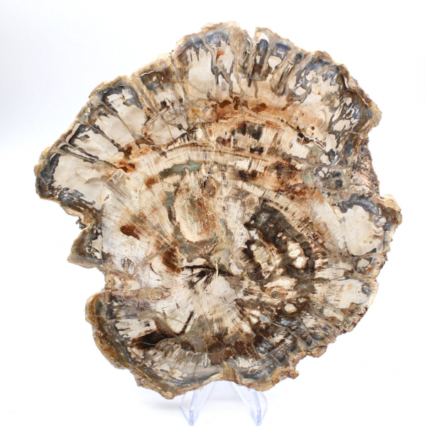 Groot stuk gepolijst fossiel hout, uniek ornament, Madagaskar Groot stuk gepolijst fossiel hout, uniek ornament, Madagaskar