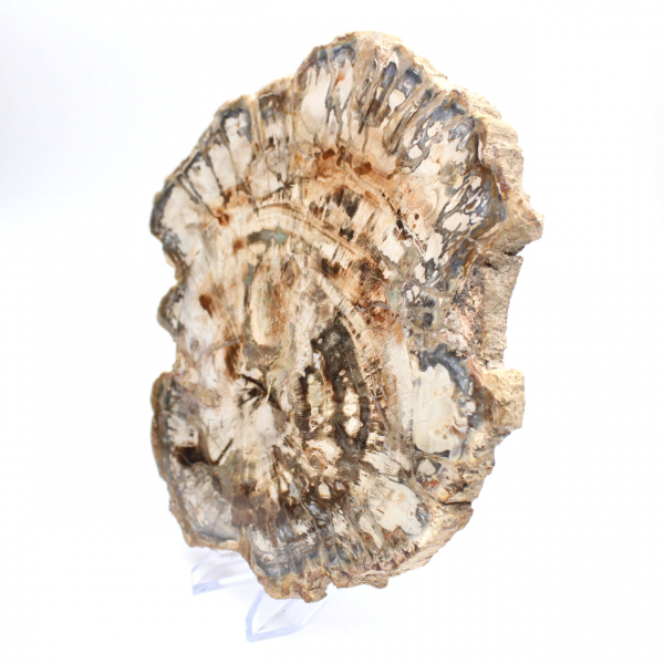 Groot stuk gepolijst fossiel hout, uniek ornament, Madagaskar Groot stuk gepolijst fossiel hout, uniek ornament, Madagaskar