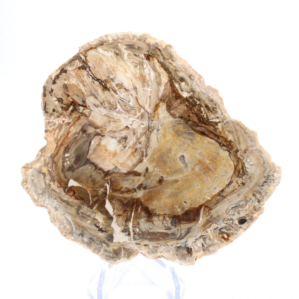 Klein gepolijst versteend houtmonster, decoratief fossielplaatje, Madagaskar Klein gepolijst versteend houtmonster, decoratief fossielplaatje, Madagaskar