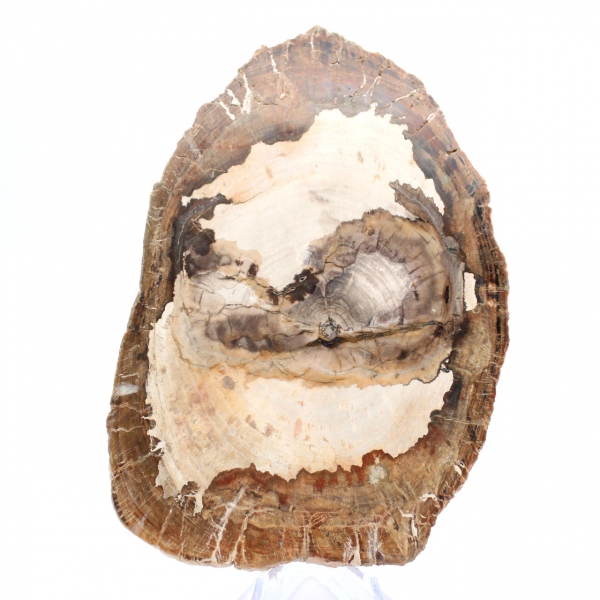 Gepolijst fossiel houtplakje, karakterornament, Madagaskar Gepolijst fossiel houtplakje, karakterornament, Madagaskar