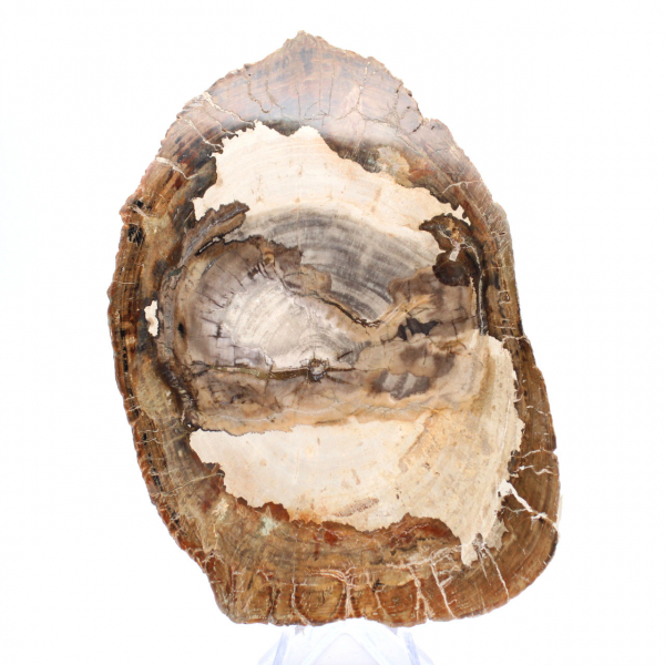 Gepolijst fossiel houtplakje, karakterornament, Madagaskar Gepolijst fossiel houtplakje, karakterornament, Madagaskar