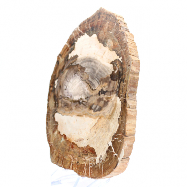 Gepolijst fossiel houtplakje, karakterornament, Madagaskar Gepolijst fossiel houtplakje, karakterornament, Madagaskar