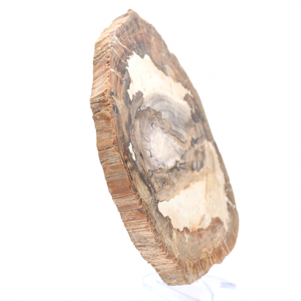 Gepolijst fossiel houtplakje, karakterornament, Madagaskar Gepolijst fossiel houtplakje, karakterornament, Madagaskar