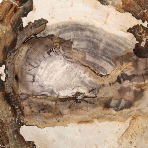 Gepolijst fossiel houtplakje, karakterornament, Madagaskar Gepolijst fossiel houtplakje, karakterornament, Madagaskar
