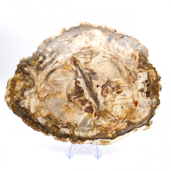 Groot stuk gepolijst versteend hout, massief fossiel verzamelobject, Madagaskar Groot stuk gepolijst versteend hout, massief fossiel verzamelobject, Madagaskar