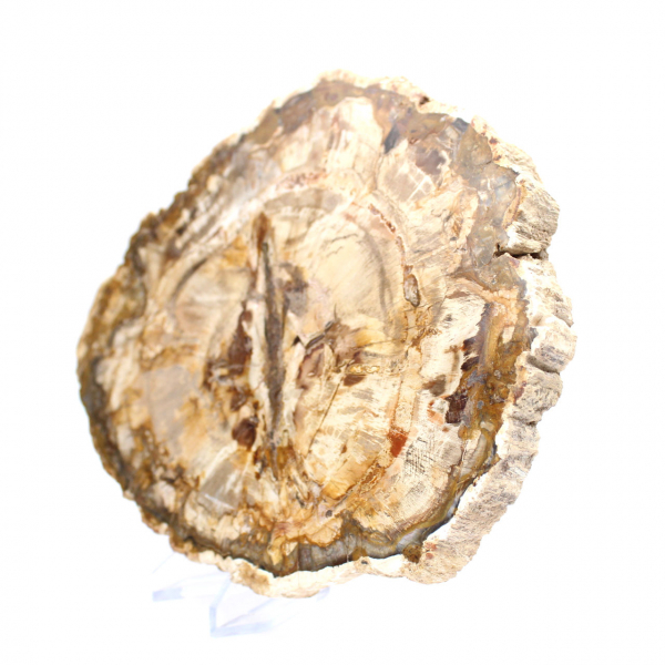Groot stuk gepolijst versteend hout, massief fossiel verzamelobject, Madagaskar Groot stuk gepolijst versteend hout, massief fossiel verzamelobject, Madagaskar