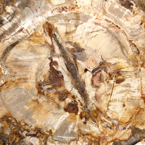 Groot stuk gepolijst versteend hout, massief fossiel verzamelobject, Madagaskar Groot stuk gepolijst versteend hout, massief fossiel verzamelobject, Madagaskar