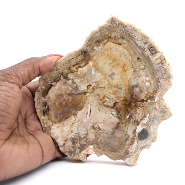 Klein gepolijst ornament van versteend hout, fossiel stukje geschiedenis, Madagaskar Klein gepolijst ornament van versteend hout, fossiel stukje geschiedenis, Madagaskar