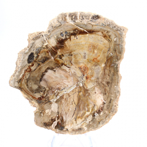 Klein gepolijst ornament van versteend hout, fossiel stukje geschiedenis, Madagaskar Klein gepolijst ornament van versteend hout, fossiel stukje geschiedenis, Madagaskar