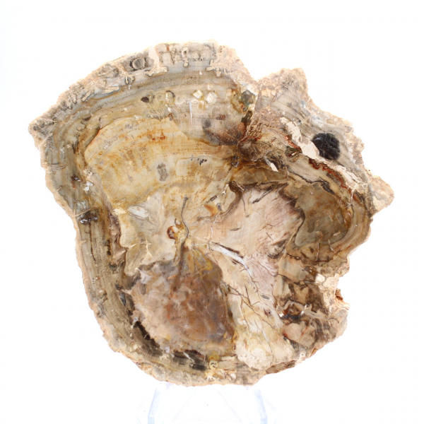 Klein gepolijst ornament van versteend hout, fossiel stukje geschiedenis, Madagaskar Klein gepolijst ornament van versteend hout, fossiel stukje geschiedenis, Madagaskar