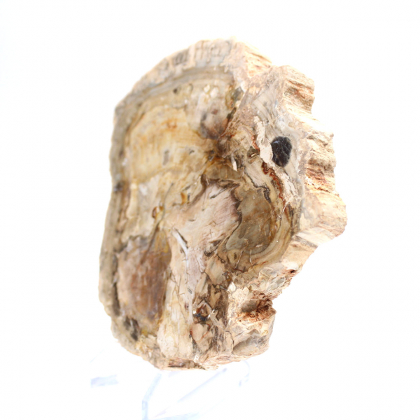 Klein gepolijst ornament van versteend hout, fossiel stukje geschiedenis, Madagaskar Klein gepolijst ornament van versteend hout, fossiel stukje geschiedenis, Madagaskar