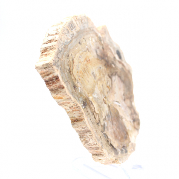Klein gepolijst ornament van versteend hout, fossiel stukje geschiedenis, Madagaskar Klein gepolijst ornament van versteend hout, fossiel stukje geschiedenis, Madagaskar