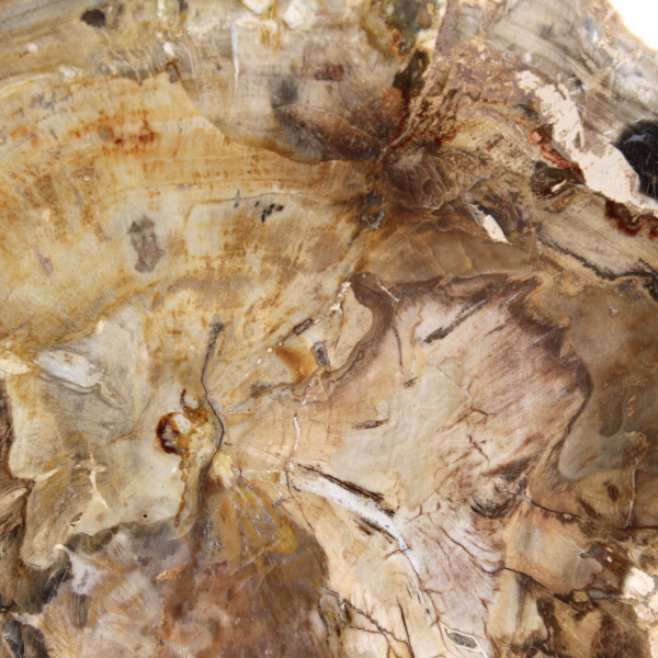 Klein gepolijst ornament van versteend hout, fossiel stukje geschiedenis, Madagaskar Klein gepolijst ornament van versteend hout, fossiel stukje geschiedenis, Madagaskar