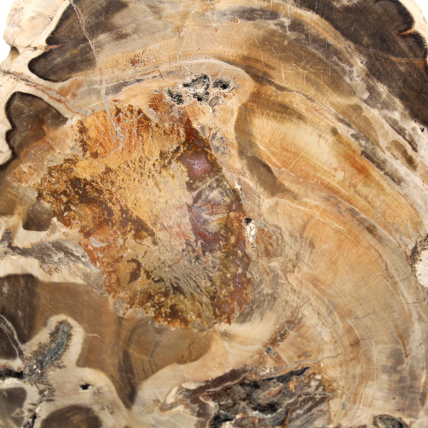Gepolijst fossiel houtplakje, decoratief exemplaar, uit Madagaskar Gepolijst fossiel houtplakje, decoratief exemplaar, uit Madagaskar