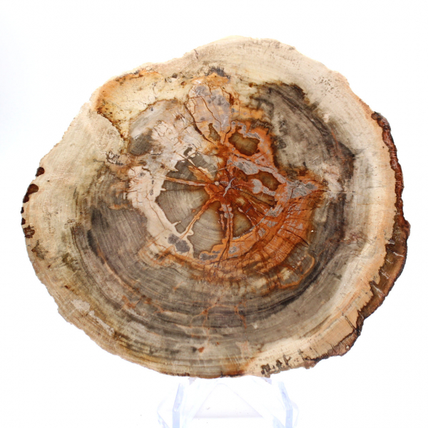 Gepolijst versteend hout (plak), verzamelobject, Madagaskar Gepolijst versteend hout (plak), verzamelobject, Madagaskar