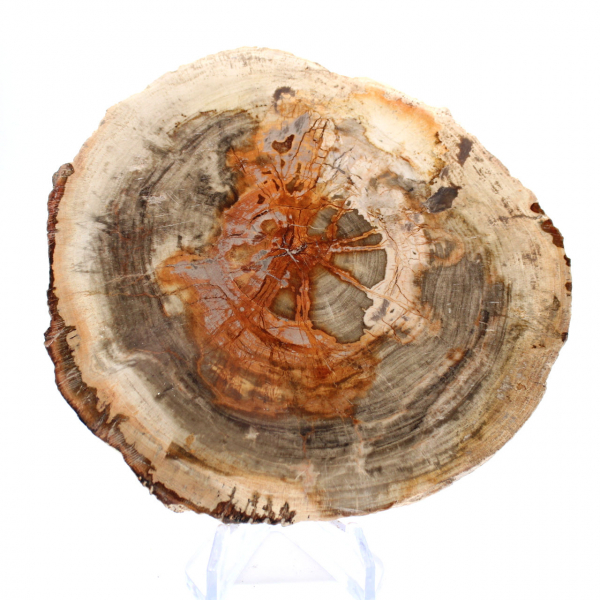 Gepolijst versteend hout (plak), verzamelobject, Madagaskar Gepolijst versteend hout (plak), verzamelobject, Madagaskar