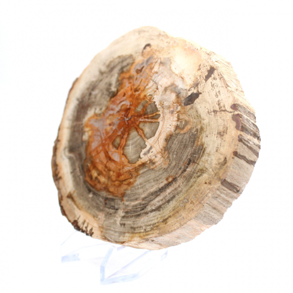 Gepolijst versteend hout (plak), verzamelobject, Madagaskar Gepolijst versteend hout (plak), verzamelobject, Madagaskar