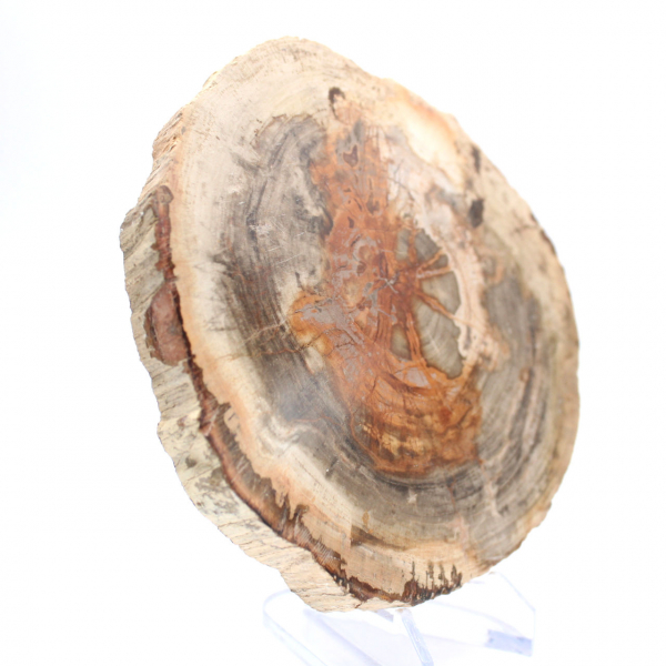 Gepolijst versteend hout (plak), verzamelobject, Madagaskar Gepolijst versteend hout (plak), verzamelobject, Madagaskar