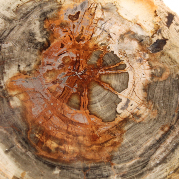 Gepolijst versteend hout (plak), verzamelobject, Madagaskar Gepolijst versteend hout (plak), verzamelobject, Madagaskar