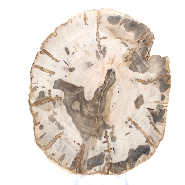 Gepolijste versteende houtplak, fossiel boomspecimen, Madagaskar Gepolijste versteende houtplak, fossiel boomspecimen, Madagaskar