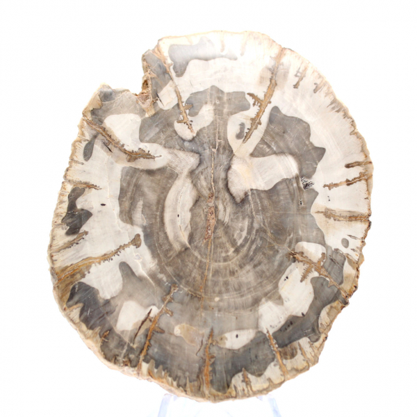 Gepolijste versteende houtplak, fossiel boomspecimen, Madagaskar Gepolijste versteende houtplak, fossiel boomspecimen, Madagaskar