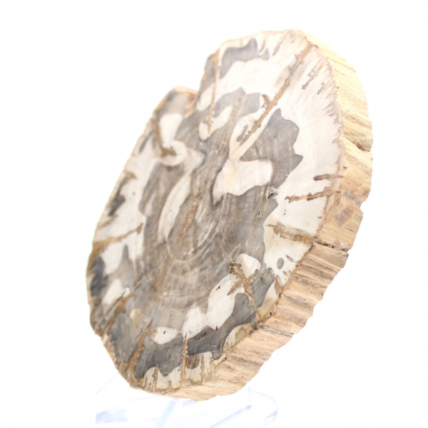 Gepolijste versteende houtplak, fossiel boomspecimen, Madagaskar Gepolijste versteende houtplak, fossiel boomspecimen, Madagaskar