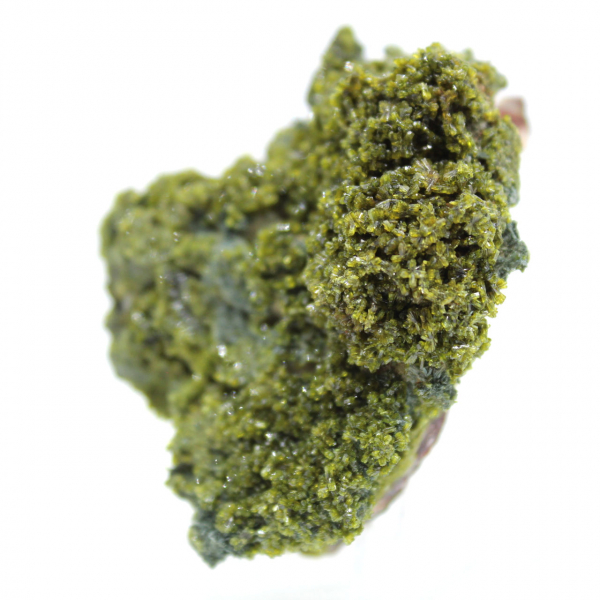 Marokkaanse epidoot op heldere matrix