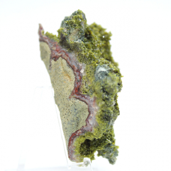 Marokkaanse epidoot op heldere matrix