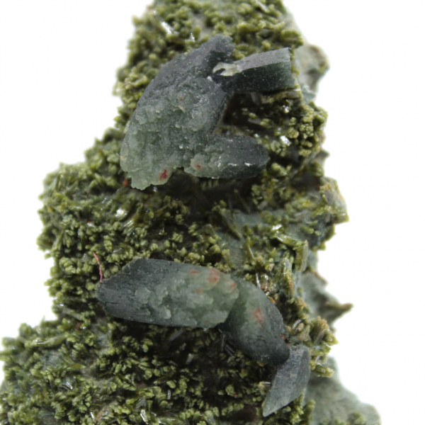 Imilchil-epidoot op een heldere matrix