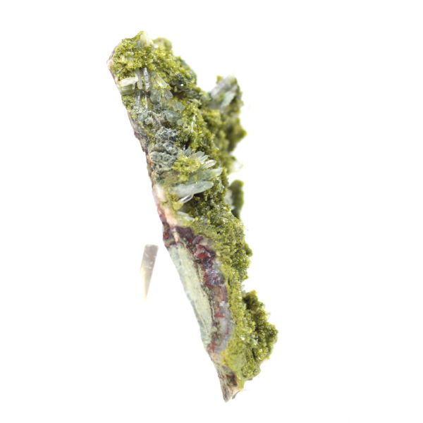 Marokkaanse epidoot op beige matrix