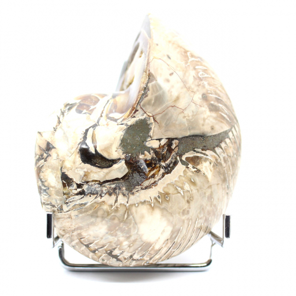 Gepolijste verzamelammoniet uit Madagaskar - Authentiek decoratief exemplaar