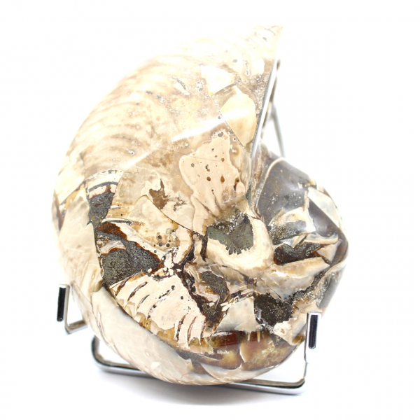 Gepolijste verzamelammoniet uit Madagaskar - Authentiek decoratief exemplaar